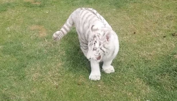 Türkiye'de ’beyaz kaplan’ yakalandı