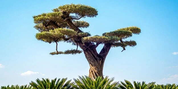 Türkiye'de bir ilk bonsai müzesi inşa edildi!