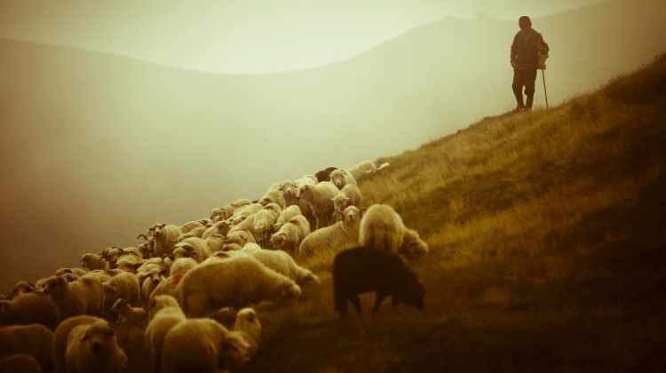 Türkiye’de bir ilk: Çoban Fuarı