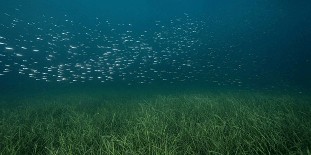 Türkiye'de bir ilk! Marmara Denizi’nde hayata geçiriliyor