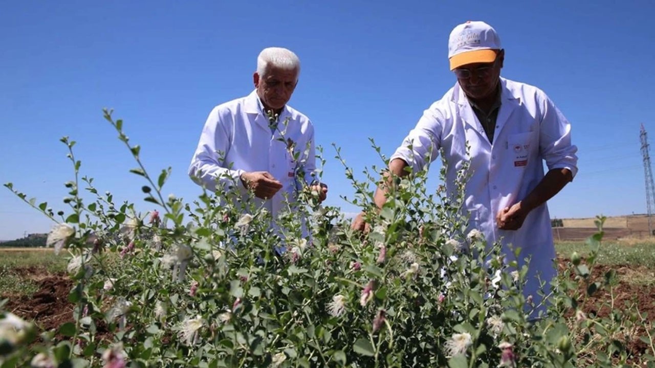Türkiye'de bir ilk oldu! ilk defa ekiliyor, Tam 200 yıl meyve veriyor