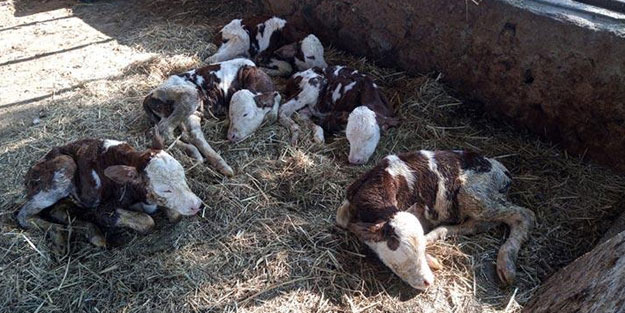 Türkiye'de bir ilk! Şaşkınlık veren olay Aydın'da gerçekleşti