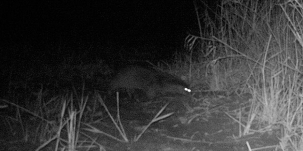 Türkiye'de bir ilk: Su samuru böyle görüntülendi