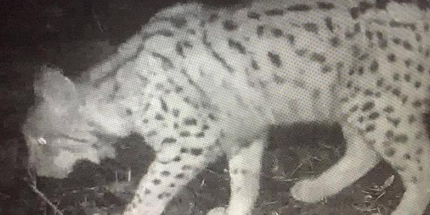 Türkiye'de çekildi: Vaşak fotokapana yakalandı