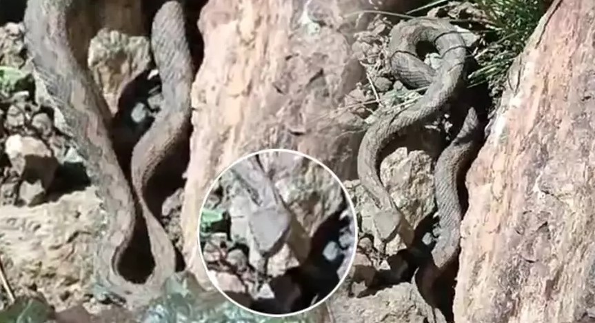 Türkiye’de çok nadir görülür! Türünün en zehirlisine rastlandı!