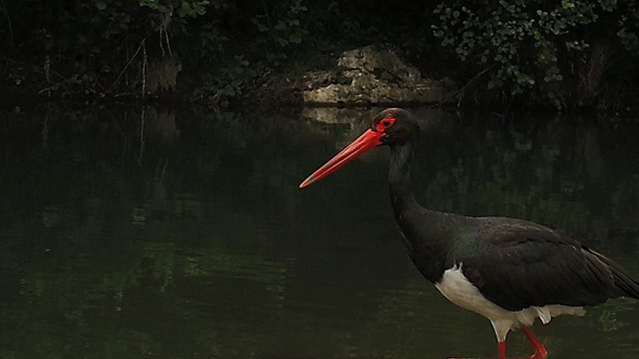 Türkiye'de çok nadir görülüyordu! Kara leylek yine Kastamonu'da ortaya çıktı