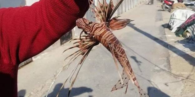 Türkiye'de görüldü, paniğe neden oldu