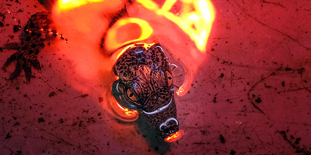 Türkiye'de görülmemiş olay! Timsahlar yumurtadan çıktı