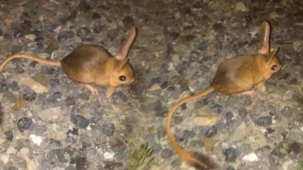 Türkiye'de görüntülendi! Aç kalınca insanların burnunu yiyor...