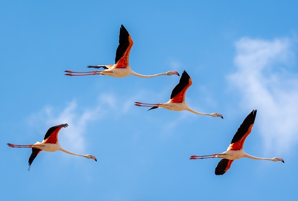 Türkiye’de gözlerini açan flamingoların göç hazırlığı