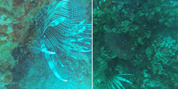 Türkiye'de her yeri istila ettiler: Sakın temas etmeyin