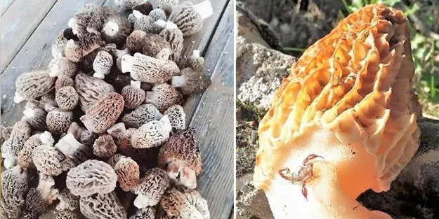 Türkiye'de herkes o ilimize akın etti: Kilosu tam 700 TL'den satılıyor! Vatandaşlar toplayıp satıyorlar, çok değerli