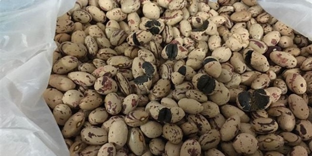 Türkiye'de ilk! Bakmayın öyle fasulye gibi durduğuna...