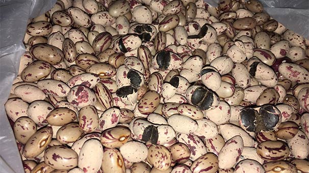 Türkiye’de ilk defa ele geçirildi! Fasulyeye benziyor ama…