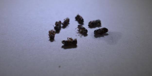 Türkiye'de ilk defa tespit edildi! Bakın ne ile besleniyor