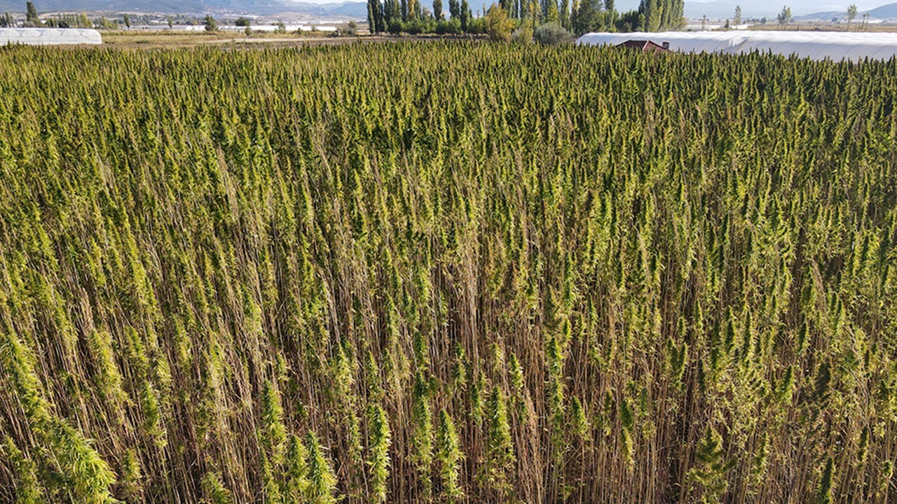 Türkiye'de ilk kez endüstriyel kenevir üretimi yapan şirketten kötü haber! Kimse bunu beklemiyordu