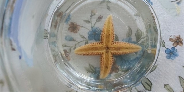 Türkiye'de ilk kez ortaya çıktı