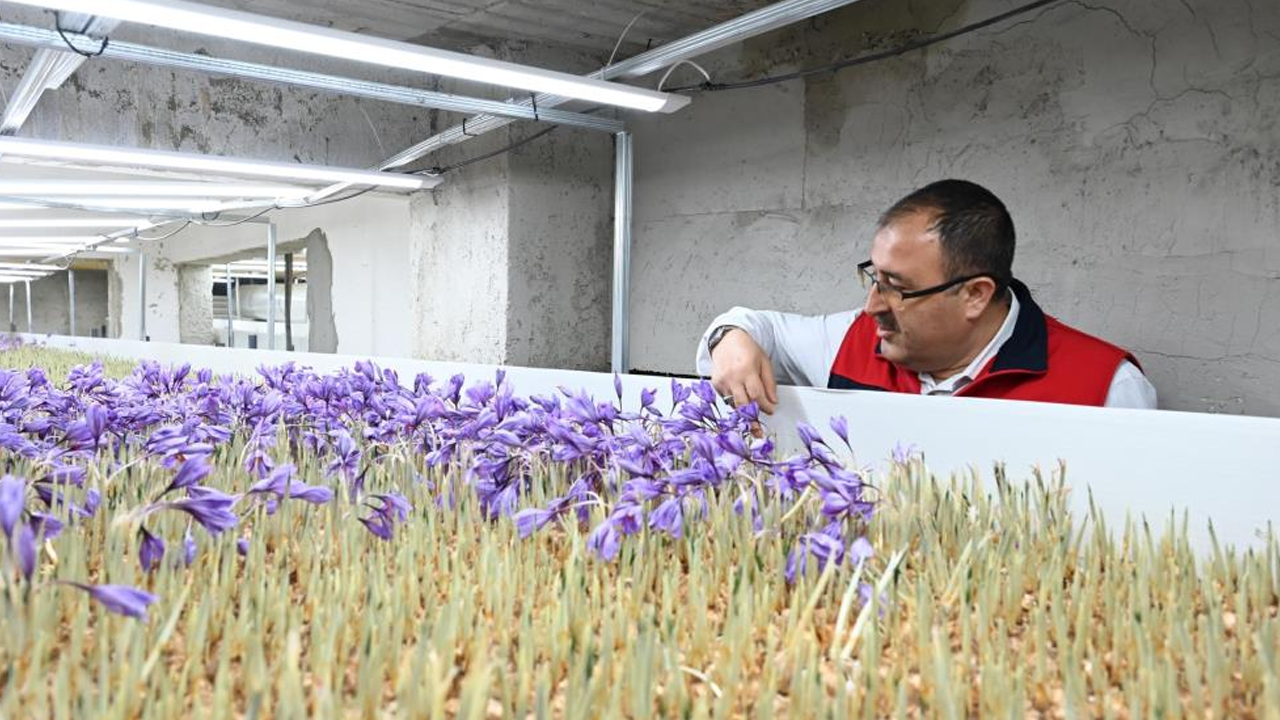 Türkiye’de ilk kez uygulandı: Topraksız dikey tarım hasadı başladı!
