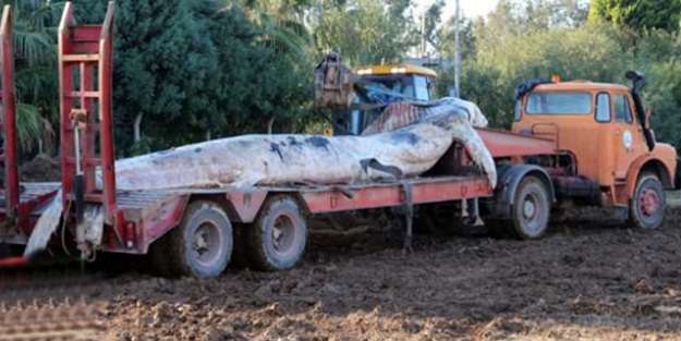 Türkiye'de karaya vurdu!