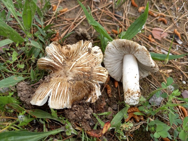 Türkiye'de keşfedildi! Tüm dünyaya duyuruldu