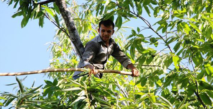 Türkiye’de kestane üreticileri aylık 9000 liraya çalışacak işçi arıyor