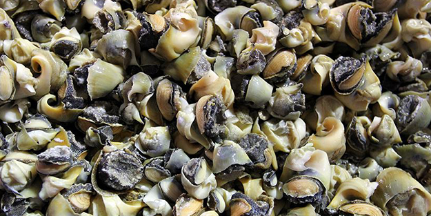 Türkiye'de kimse yüzüne bakmıyor, asla yenmiyor ama 7 ülke havada kapıyor! Satın almak için kapımızda yatıyorlar