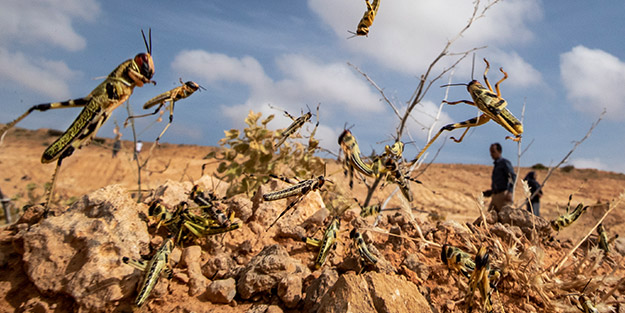 Türkiye'de korkutan istila! Yüksek tepelerden milyonlarcası geldi