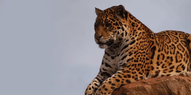 Türkiye'de leopar heyecanı! 3 ülkeye sınırı olan ilimizde görüldü