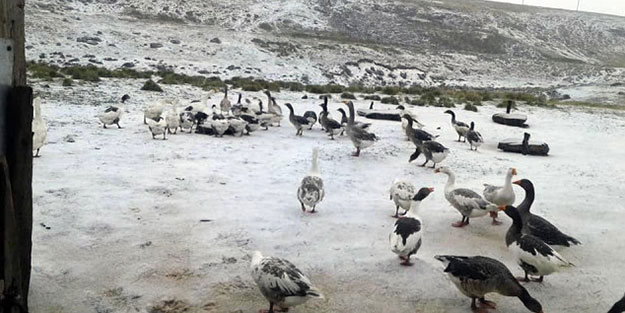 Türkiye'de mevsimin ilk karı yağdı! Güne beyaz örtüyle uyandılar