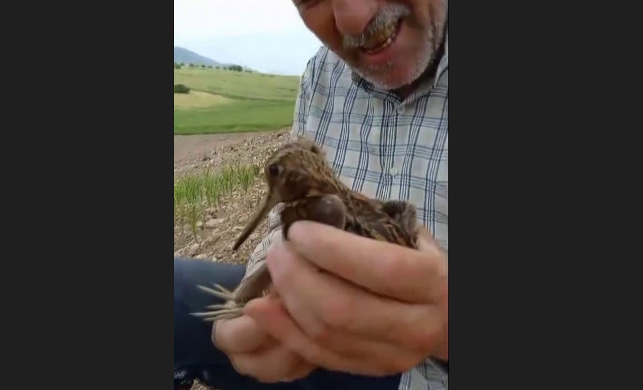 Türkiye'de nadir görülen kuş yaralı halde bulundu