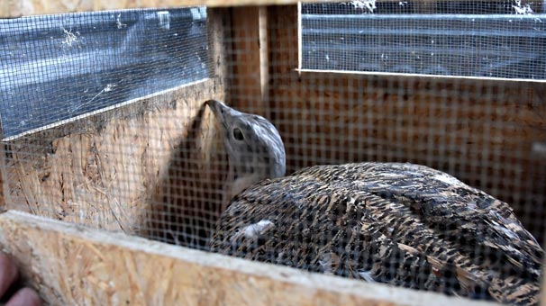 Türkiye'de nadir olarak görülüyor! Muş'ta bulundu