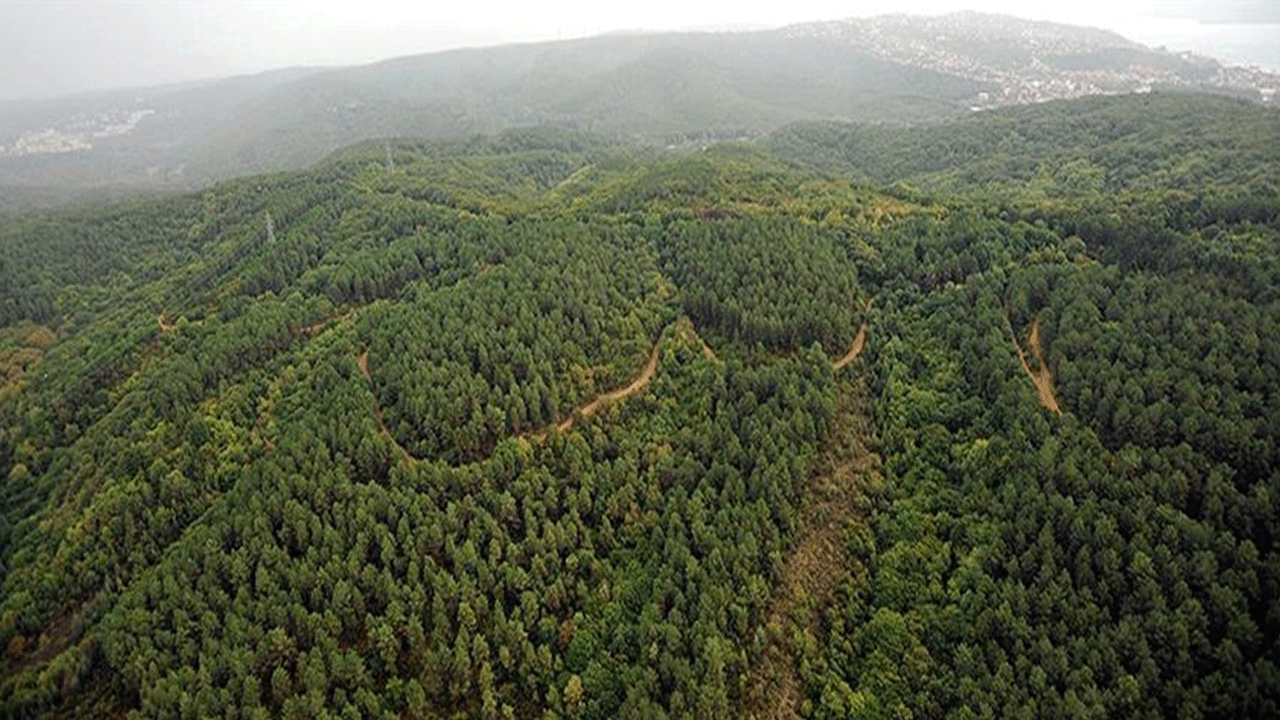 Türkiye'deki orman varlığında artış