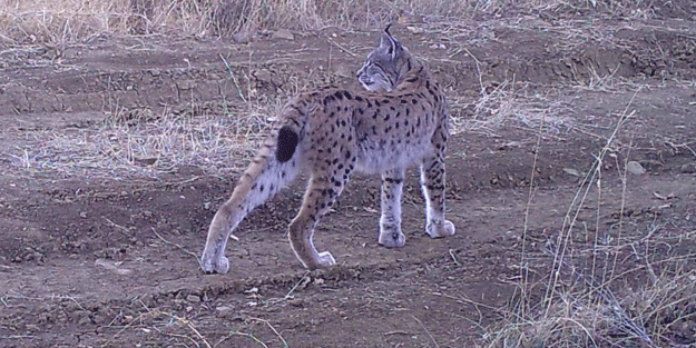 Türkiye'de 'ormanın hayaleti' görüntülendi