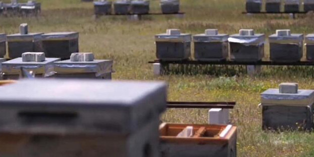 Türkiye'de son yılların en kurak kışı yaşanıyor! Tamamen arılarımızı soğuk hava depolarında bekletebiliriz