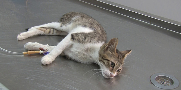 Türkiye'de tehlike çanları çalıyor! Kedilerde koronavirüs yayılmaya başladı