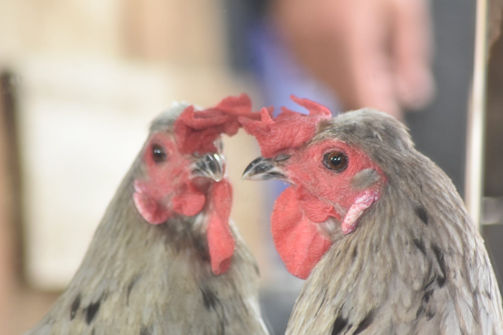 Türkiye'de tek! Görenler şaşkına dönüyor! Sizce tavuk mu horoz mu?