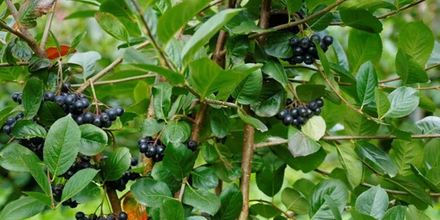 Türkiye'de tıbbi bitki sınıfına alındı! Doğanın kansersavar meyvesi: Böbrek yetmezliğine kadar her derde deva