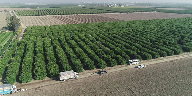 Türkiye'de üretiliyor ama Türk insanı yemiyor! Rusya ve Japonya'dan inanılmaz talep var... Israrla istiyorlar