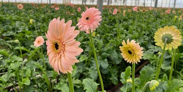 Türkiye'de üretti... Yurt dışına iki katı fiyata satıyor