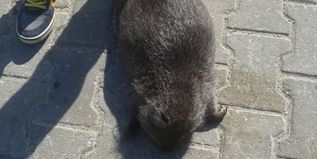 Türkiye'de yakalandı!