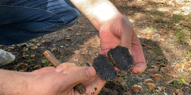 Türkiye'de yeni mantar türü keşfedildi