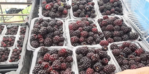 Türkiye'de yeni sektör: 25 günde 300 bin lira kazanacak