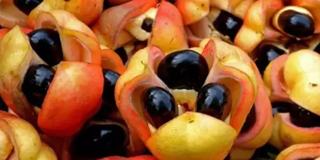 Türkiye'de yeterli ilgiyi görmüyor: Damar genişleten tek meyve