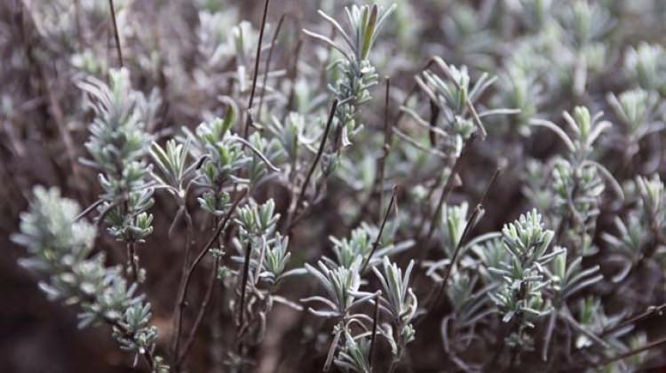 Türkiye'de yetişiyor! İnanılmaz faydalı...