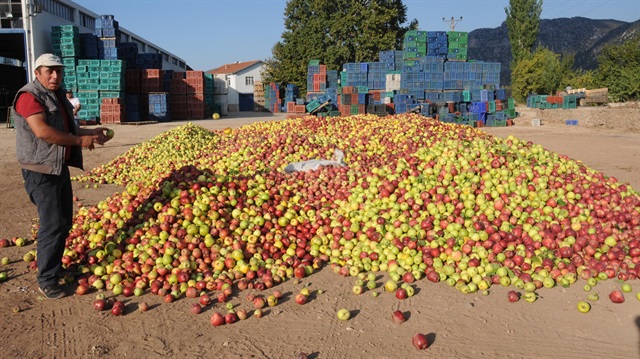 Türkiye'de yılda 500 bin ton elma çöpe gidiyor