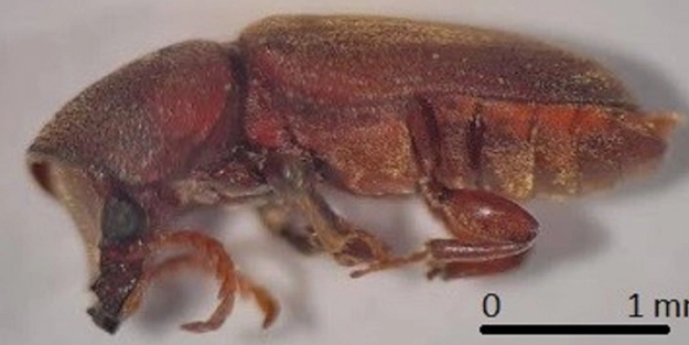 Türkiye'de zararlı yeni bir böcek türü keşfedildi!