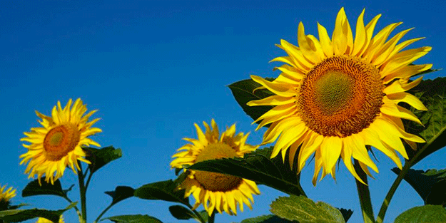 Türkiye'deki ayçiçeğinin yüzde 10'u Kırklareli'nde üretiliyor