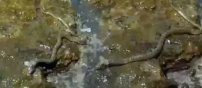 Türkiye'deki Bu Yılan Dünyada Viral Oldu!