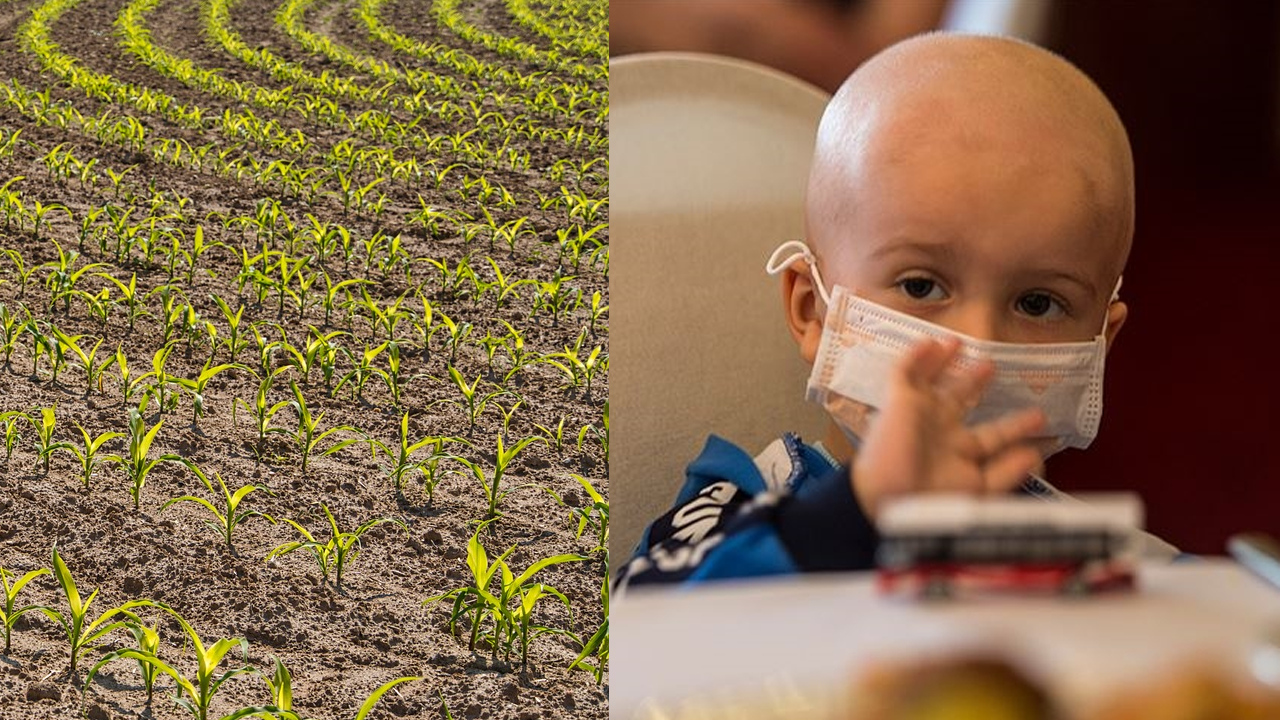 Türkiye'deki meyve-sebzelerin tamamında var! Tarım ilaçları çocuklarınızı lösemi yapıyor!