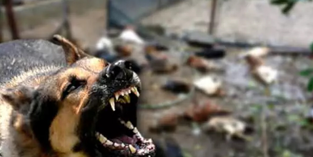 Türkiye'deki sahipsiz sokak hayvanları ve kuduz vakaları Avrupa'nın da radarında